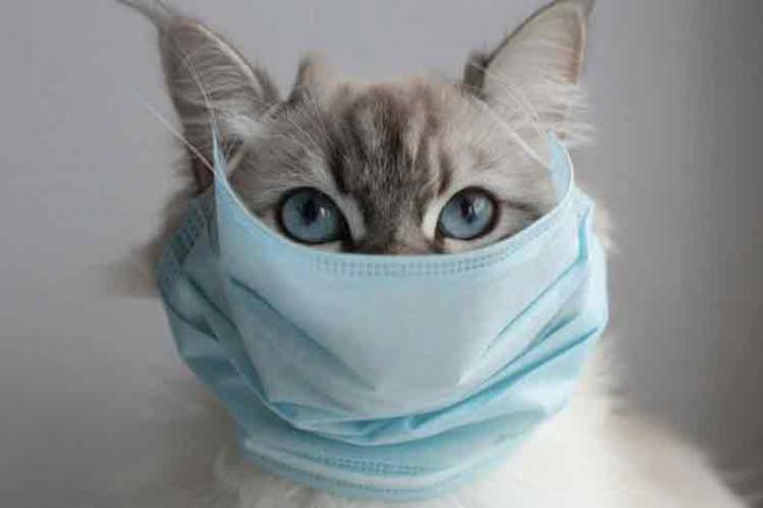 Primera vacuna contra la COVID-19 para animales ha sido registrada en Rusia