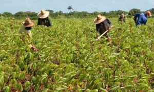Nuevos fondos estarán disponibles para fomento agropecuario 